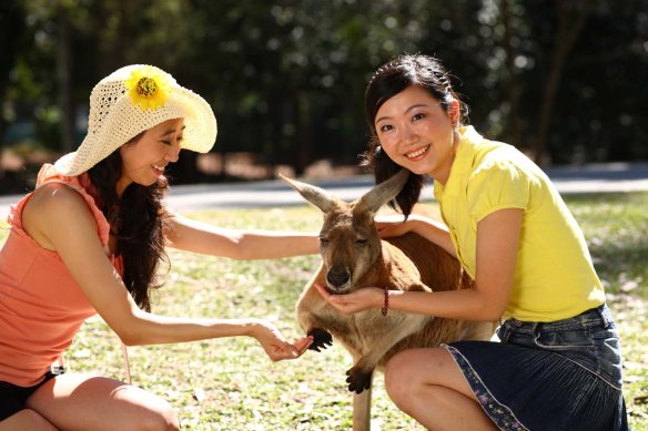 Get up close and personal with the animals at Australia Zoo.